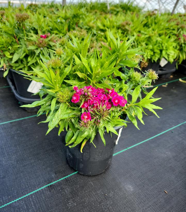 Dianthus barbatus Barbarini® Purple