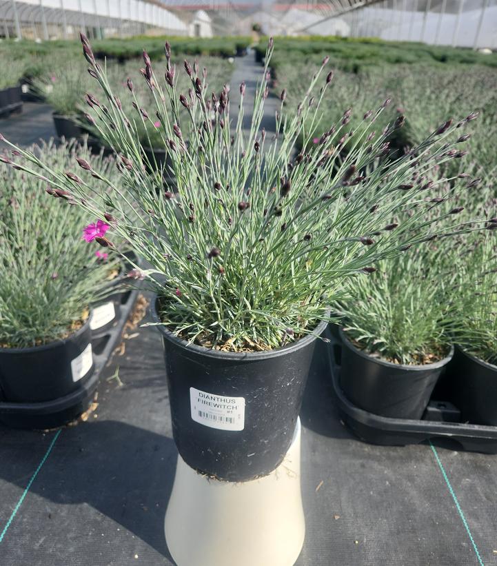Dianthus x 'Firewitch'