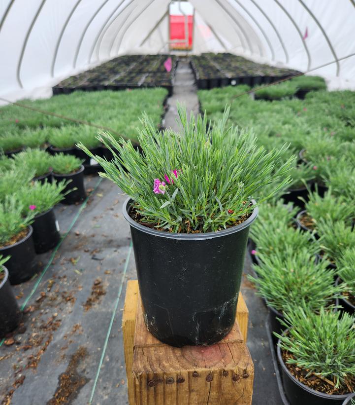 Dianthus 'Neon Star'