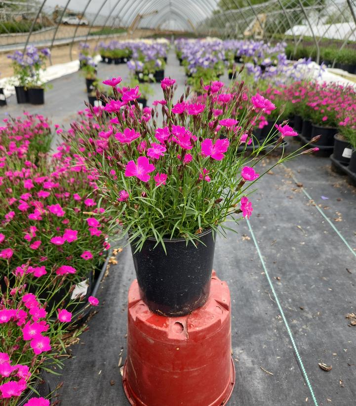 Dianthus Sunflor® Kahori®