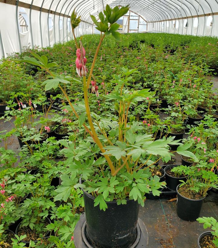 Dicentra spectabilis 