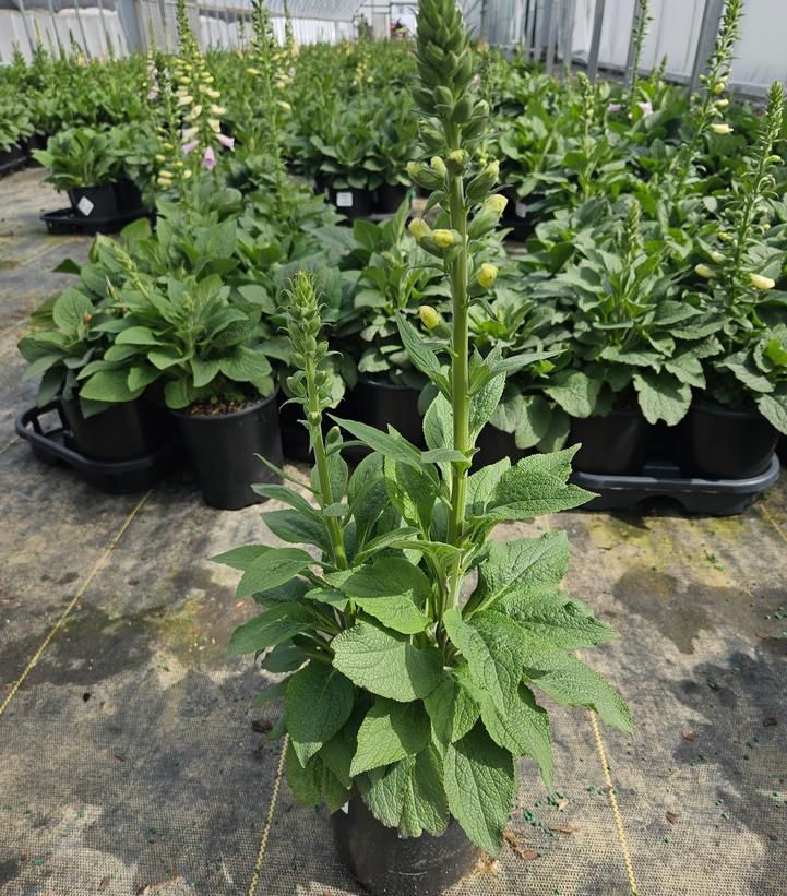 Digitalis purpurea 'Camelot Lavender'