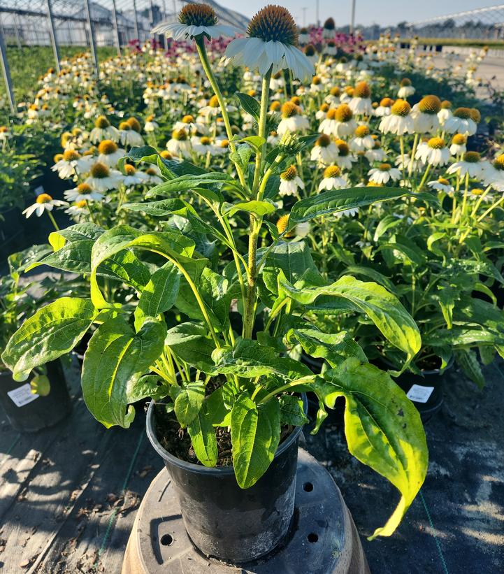 Echinacea purpurea PowWow® White
