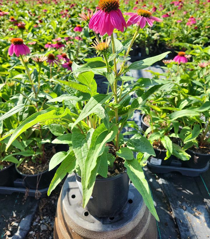 Echinacea purpurea Pow Wow® Wildberry