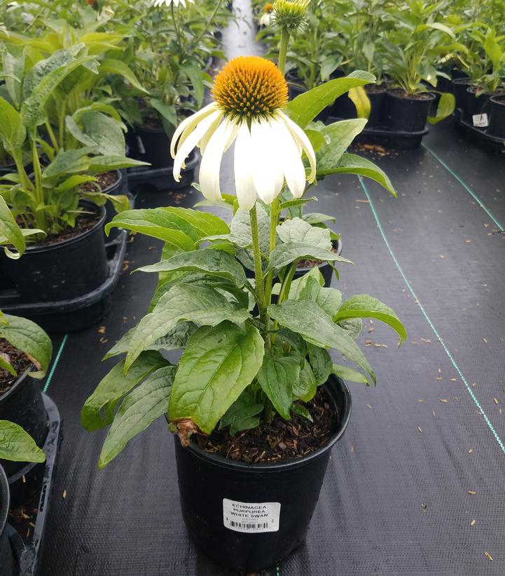 Echinacea purpurea 'White Swan'