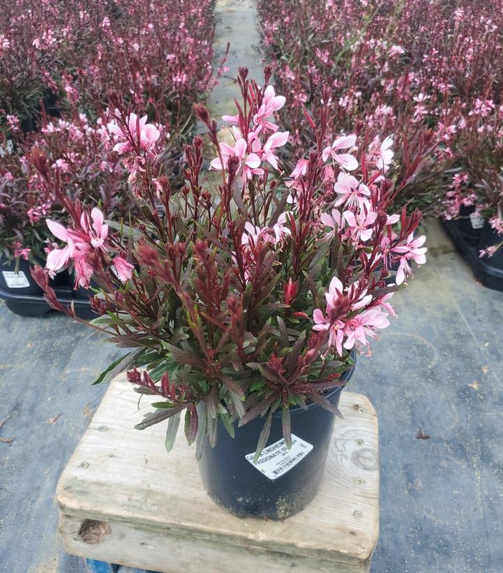 Gaura lindheimeri Passionate Blush™
