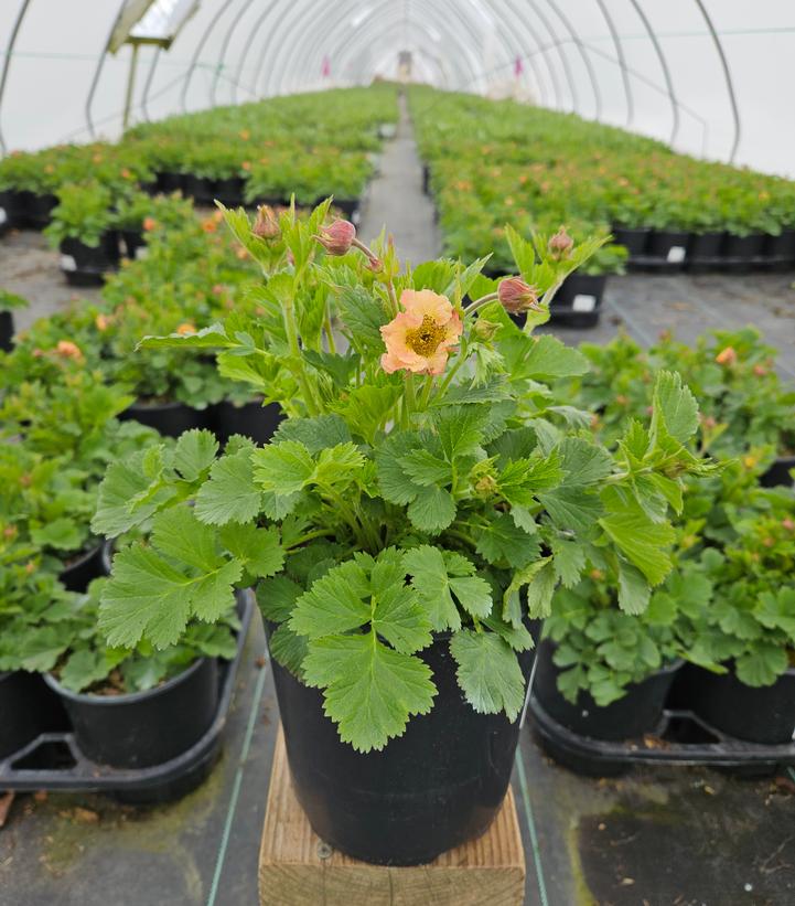 Geum Cocktail™ Mai Tai