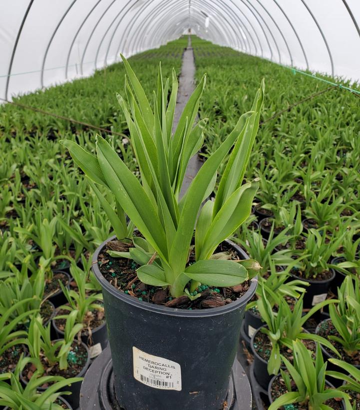 Hemerocallis Daring Deception