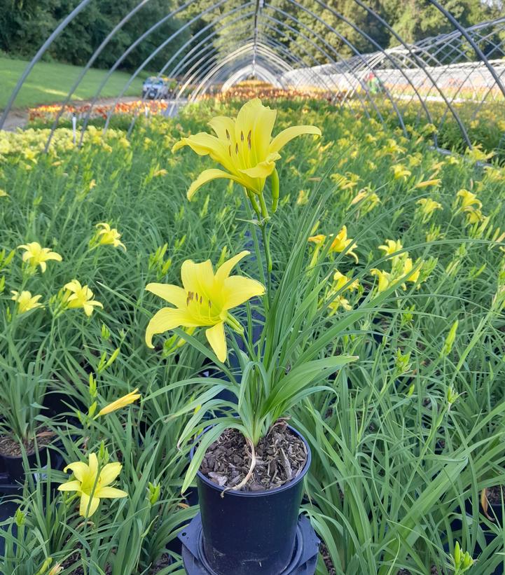 Hemerocallis Hyperion-Yellow