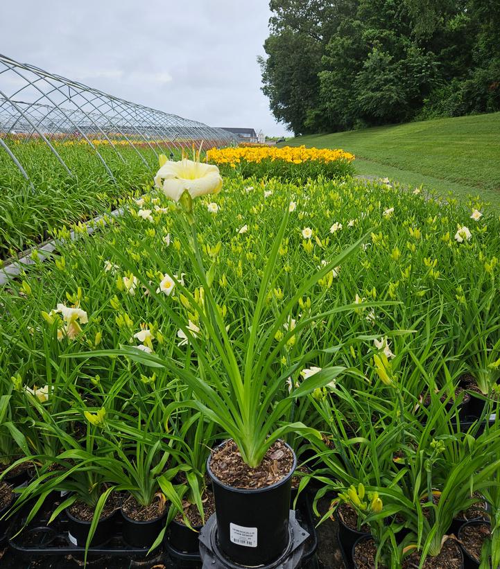 Hemerocallis Joan Senior
