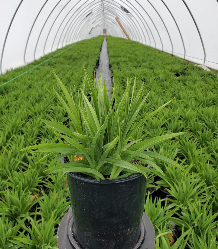 Hemerocallis Stella d'Oro