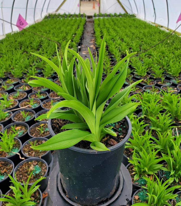 Hemerocallis 'Sunday Gloves'