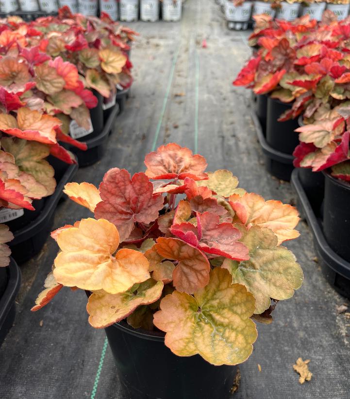 Heuchera Apricot