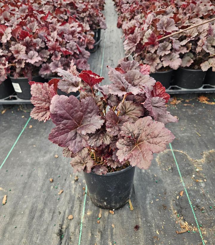 Heuchera Black Sea