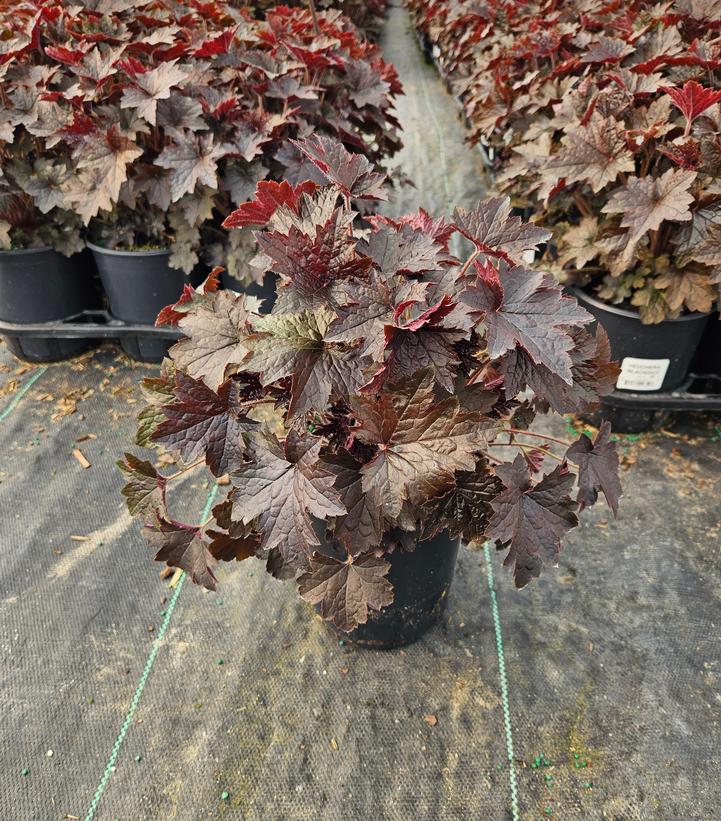 Heuchera villosa 'Blackout'