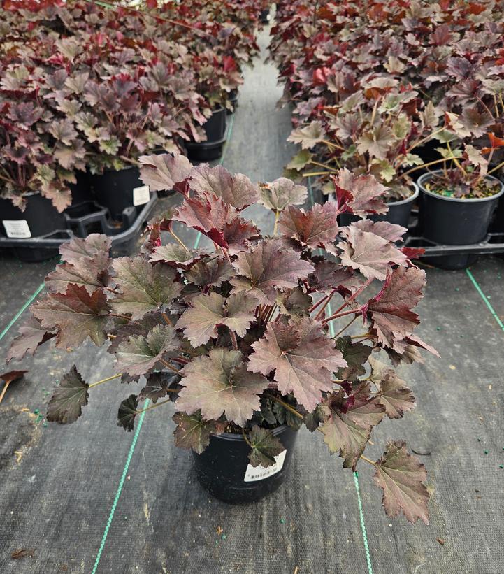 Heuchera Frosted Violet