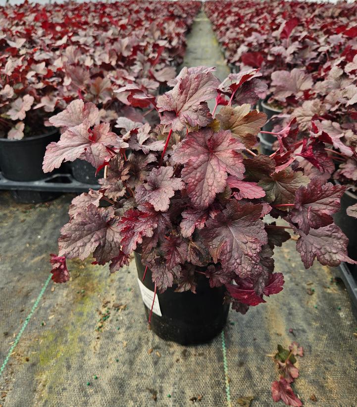 Heuchera 'Plum Pudding'