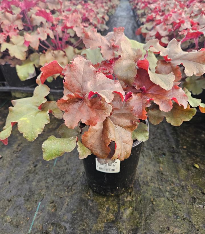 Heuchera Red Sea