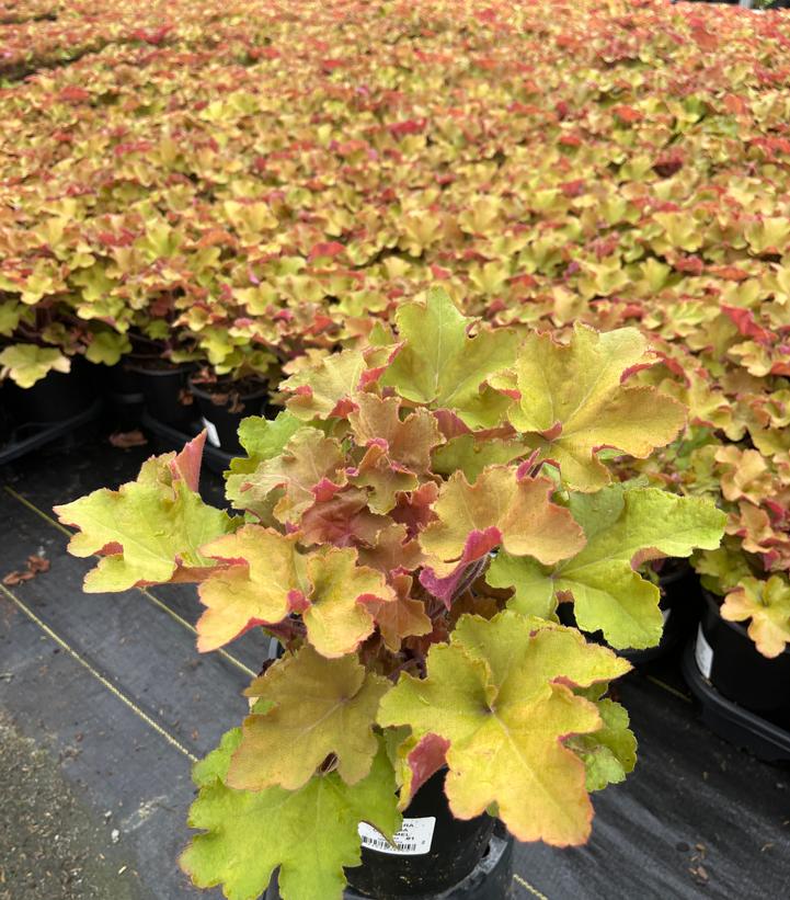 Heuchera villosa Caramel
