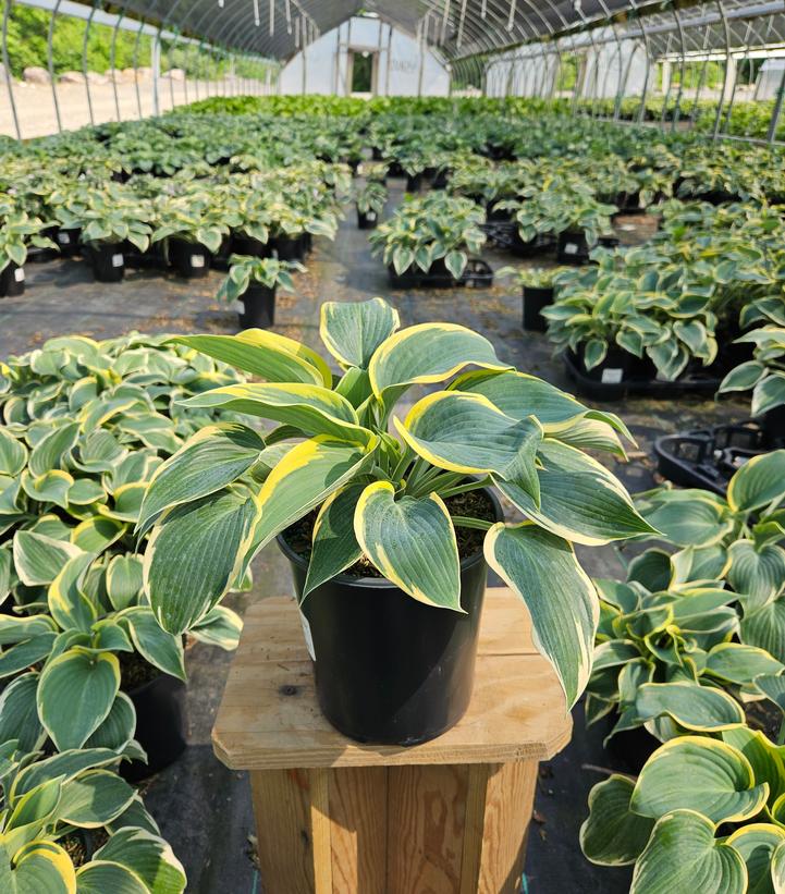 Hosta x 'First Frost'