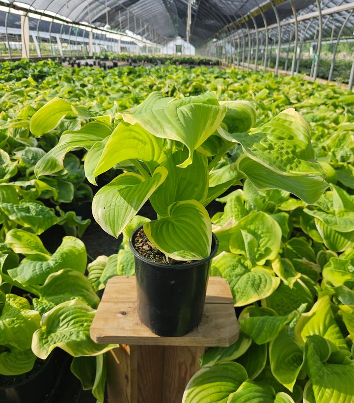 Hosta fortunei 'Fragrant Bouquet'