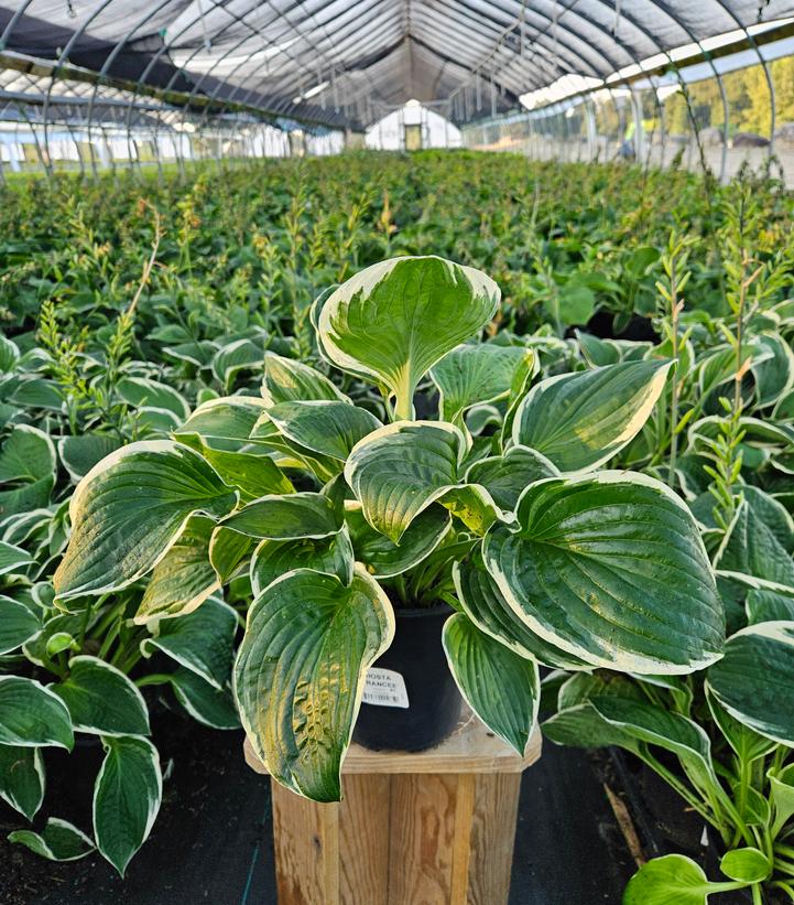 Hosta x 'Francee'