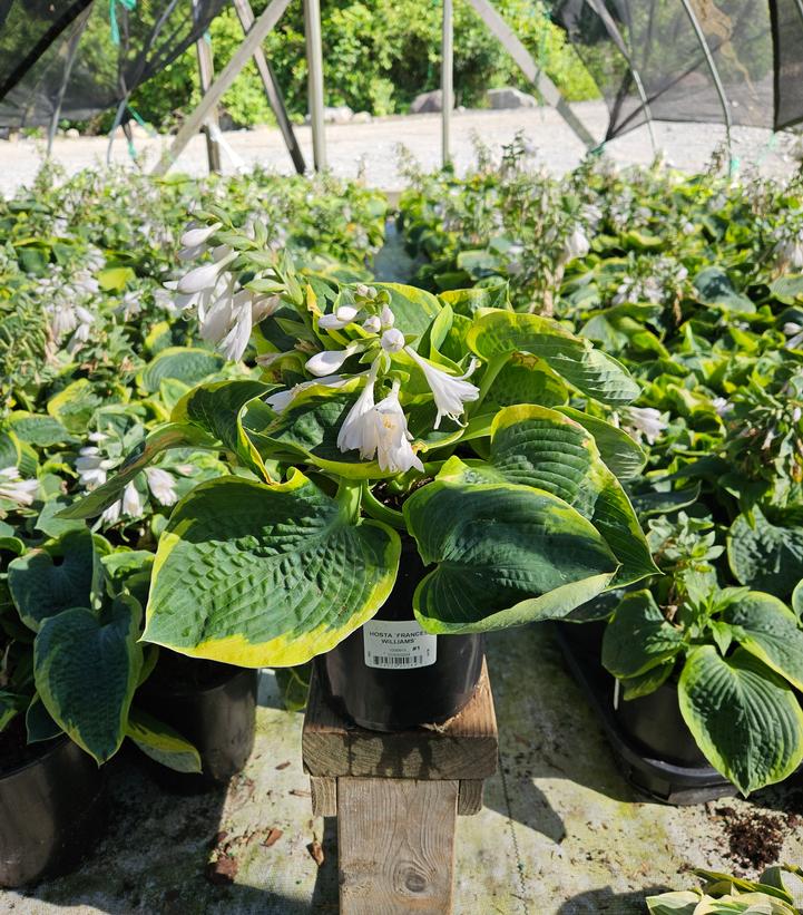 Hosta sieboldiana 'Frances Williams'