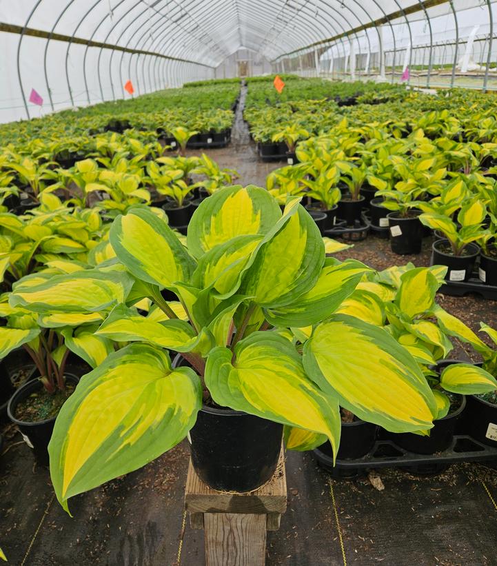 Hosta x 'Island Breeze'