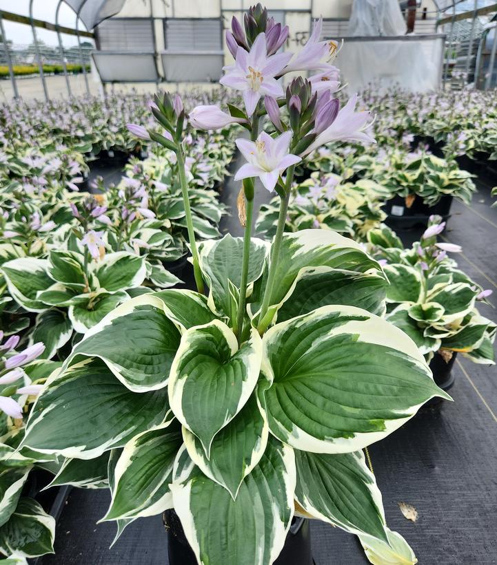 Hosta x 'Patriot'