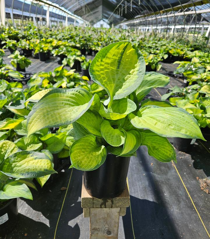 Hosta x 'Pauls Glory'