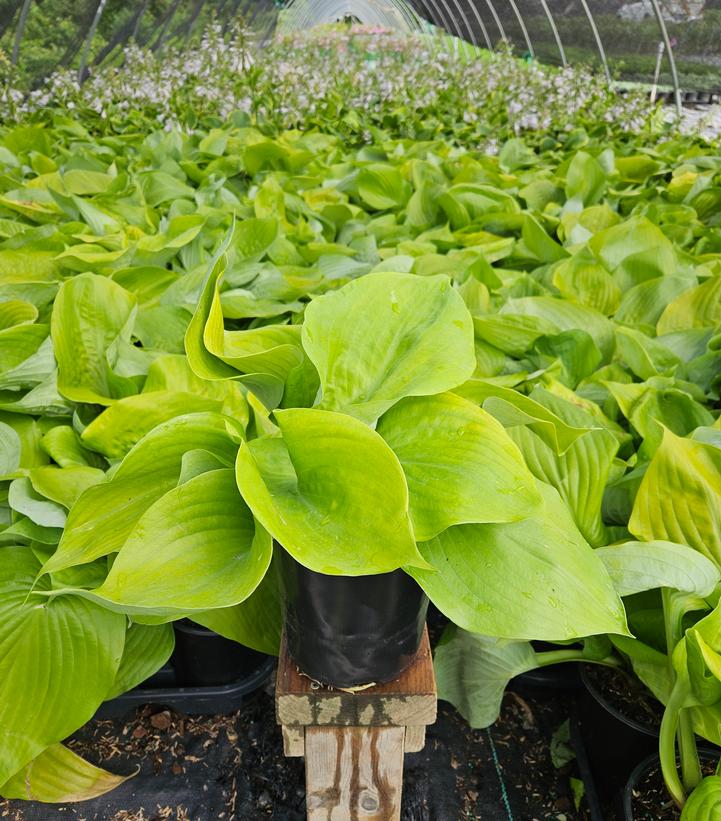 Hosta x 'Sum & Substance'