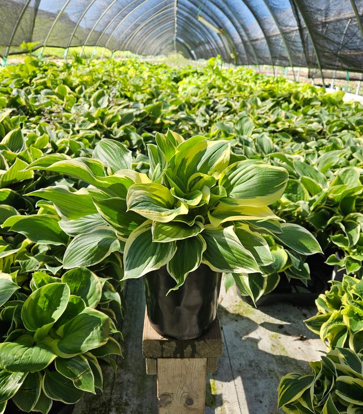 Hosta x 'Tambourine'