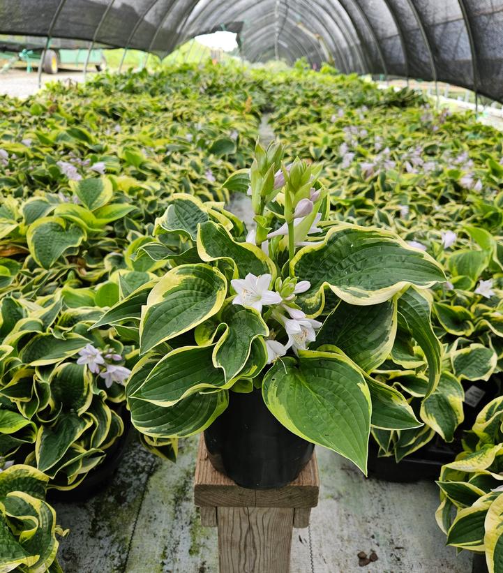 Hosta x 'Wide Brim'