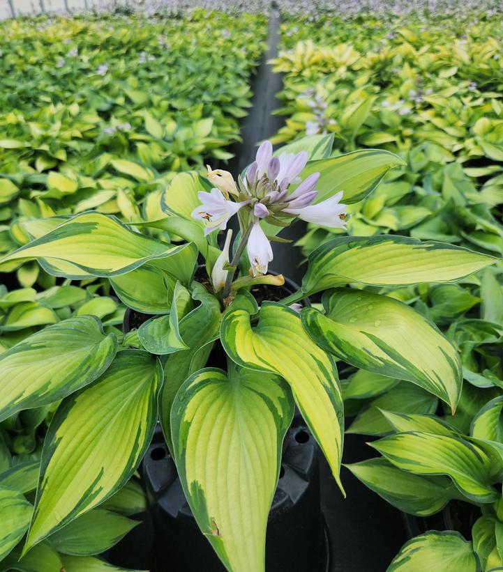 Hosta tardiana 'June'