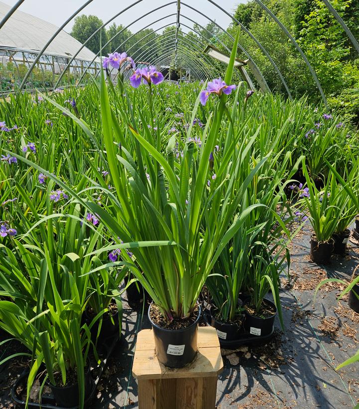 Iris versicolor 