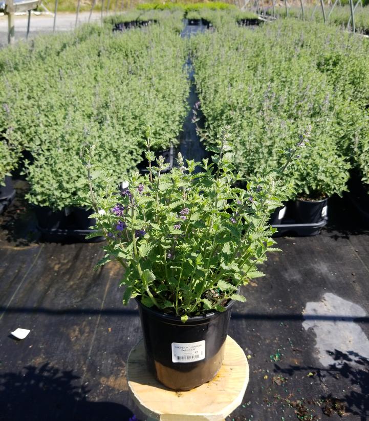 Nepeta x faassenii Junior Walker™