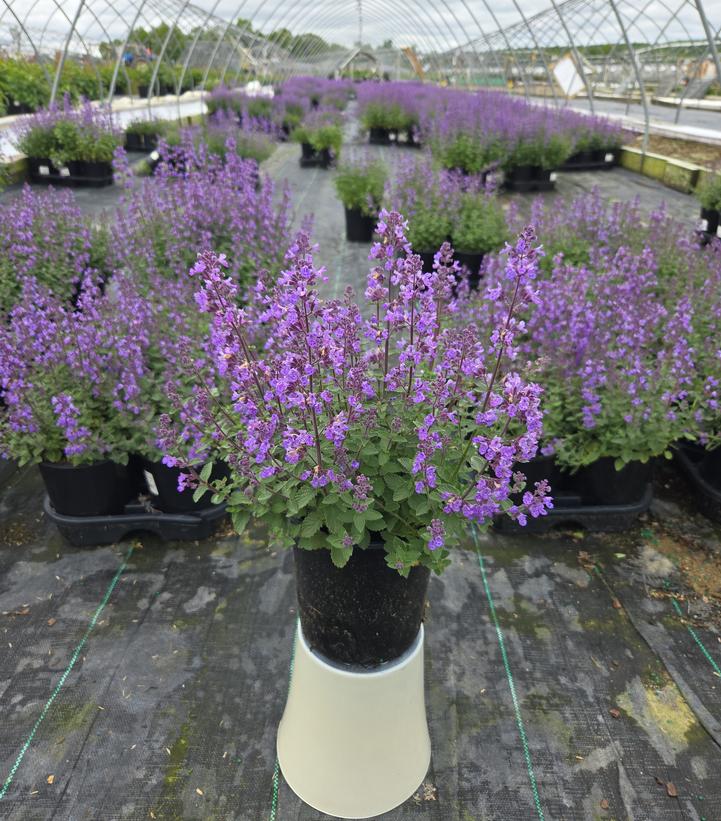 Nepeta faassenii 'Purrsian Blue'