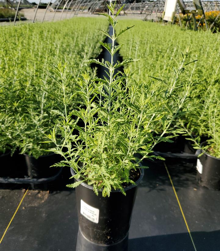 Perovskia atriplicifolia 