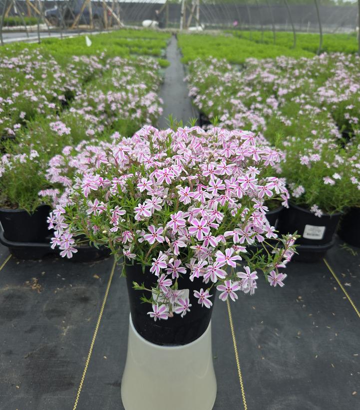 Phlox subulata 'Candy Stripe'