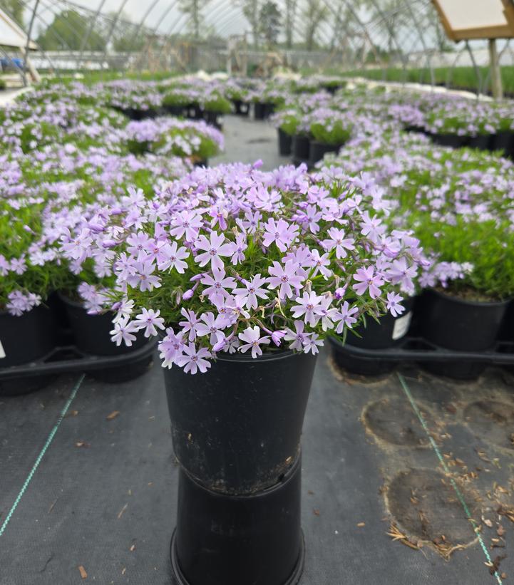 Phlox subulata 'Emerald Blue'