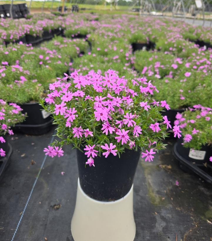 Phlox subulata 'Fort Hill'