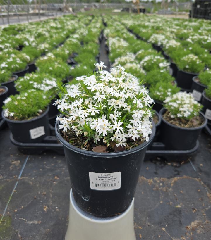 Phlox subulata 'Snowflakes'