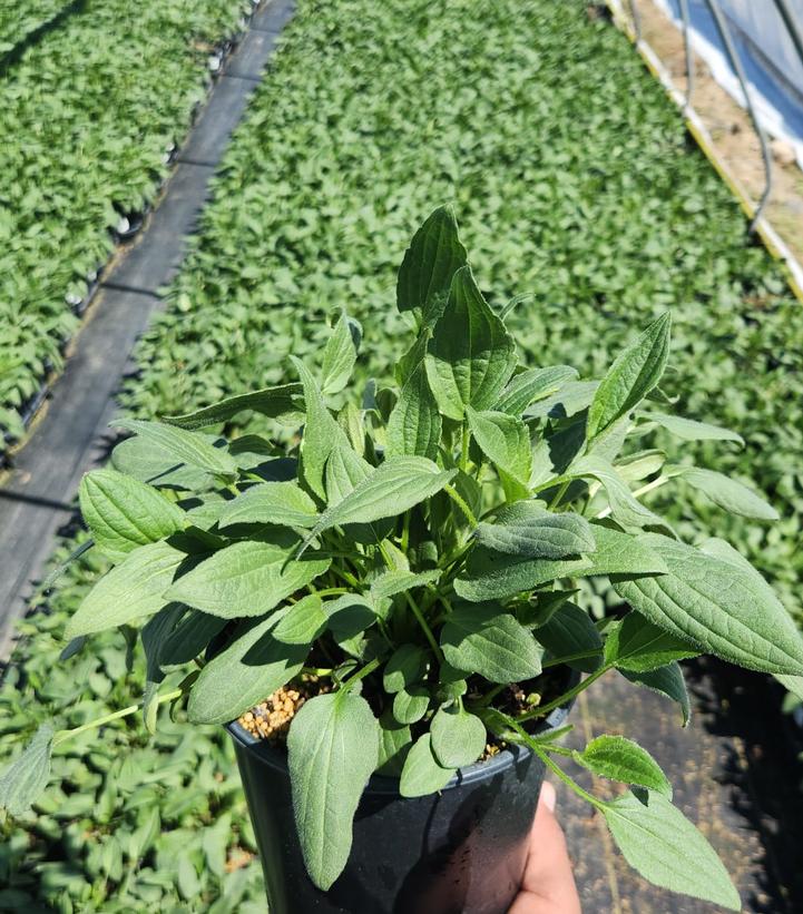 Rudbeckia fulgida var. sullivantii 'Goldsturm'