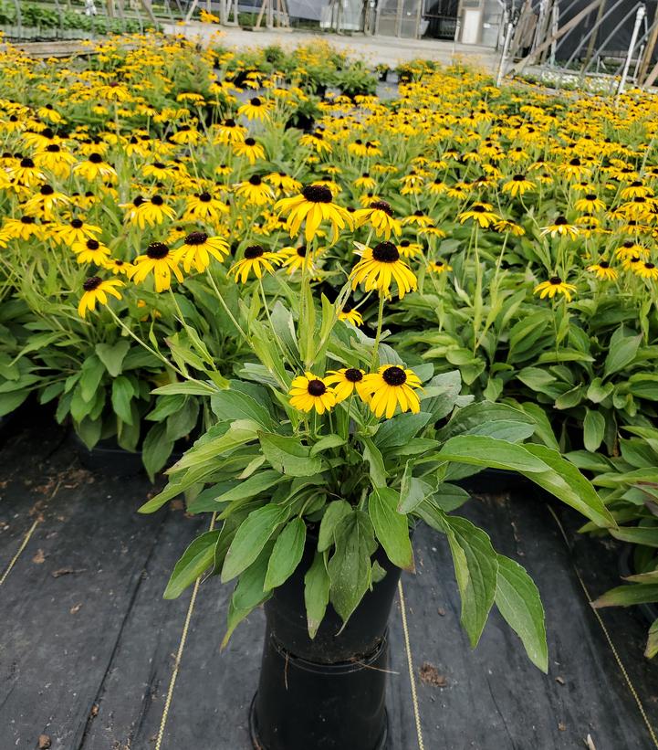 Rudbeckia fulgida 'Viettes Little Suzy'