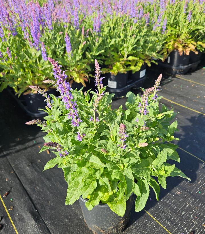 Salvia x sylvestris 'Blue Hill'