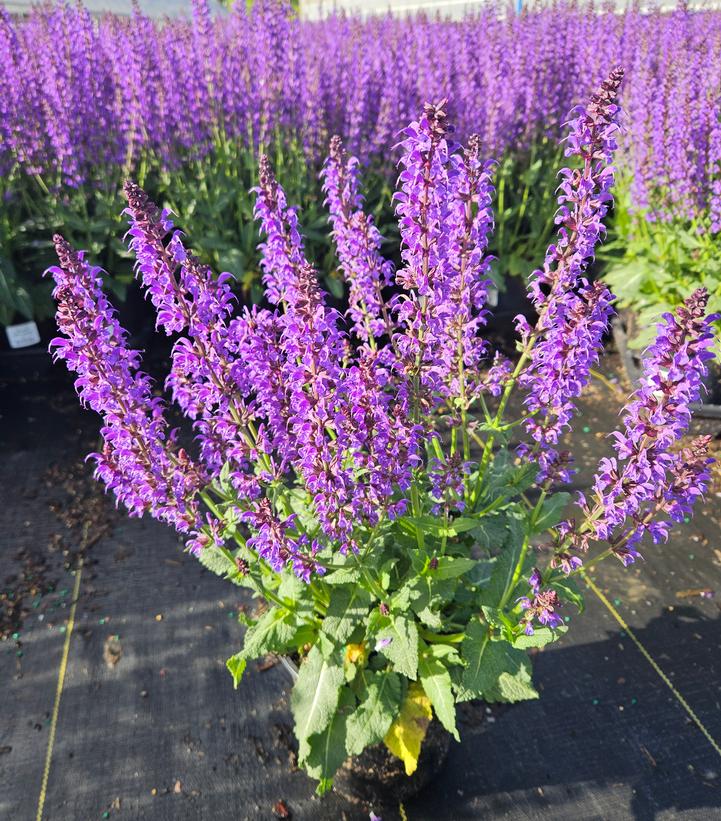Salvia nemorosa 'May Night'