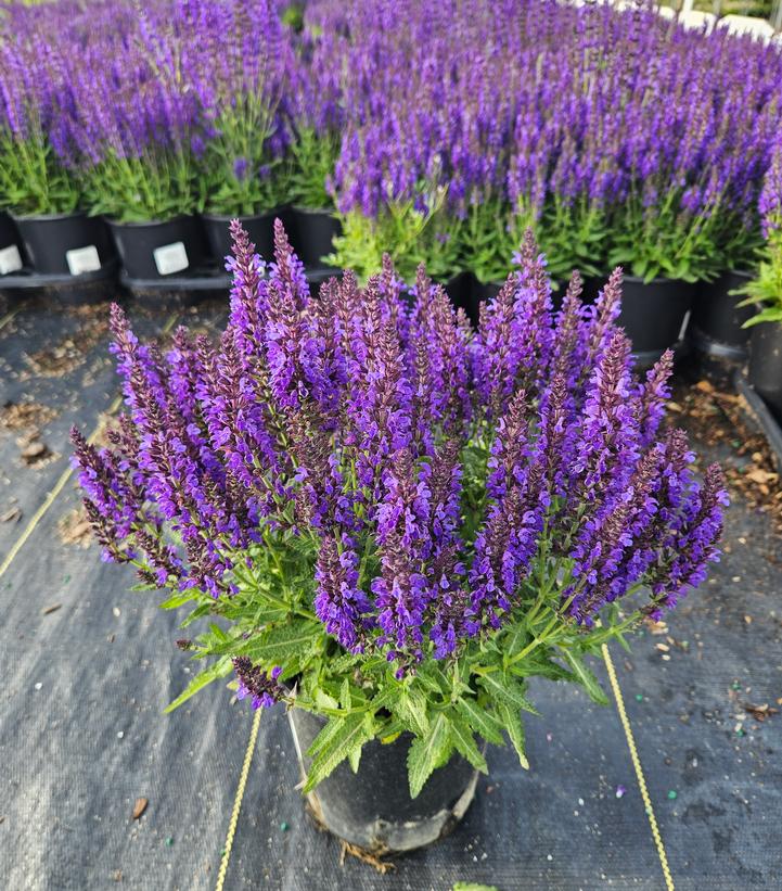 Salvia nemerosa Marcus™