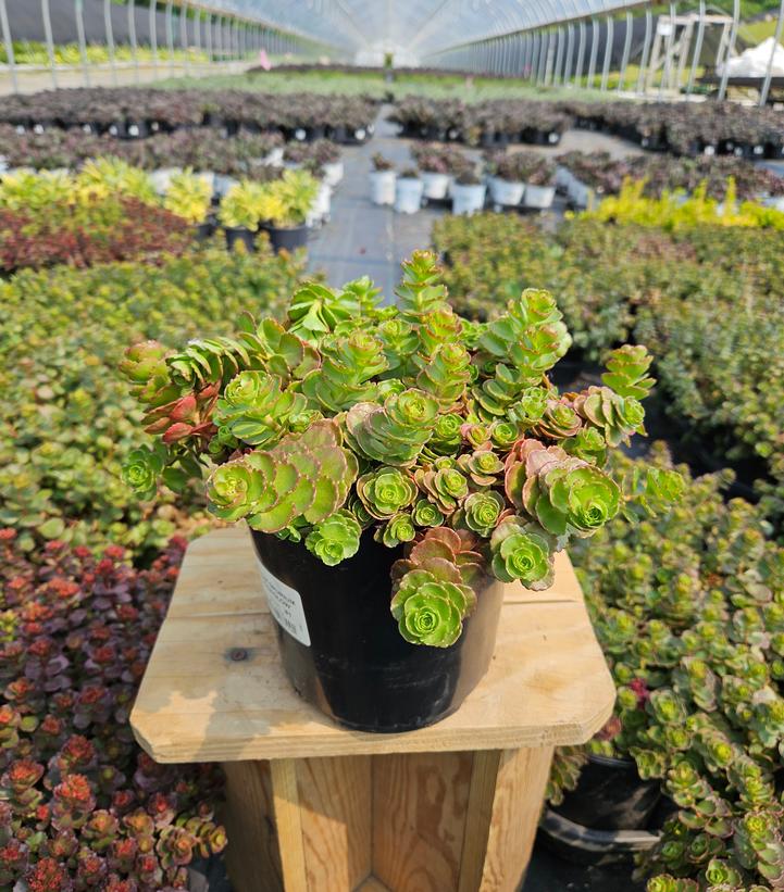 Sedum spurium 'Fuldaglow'