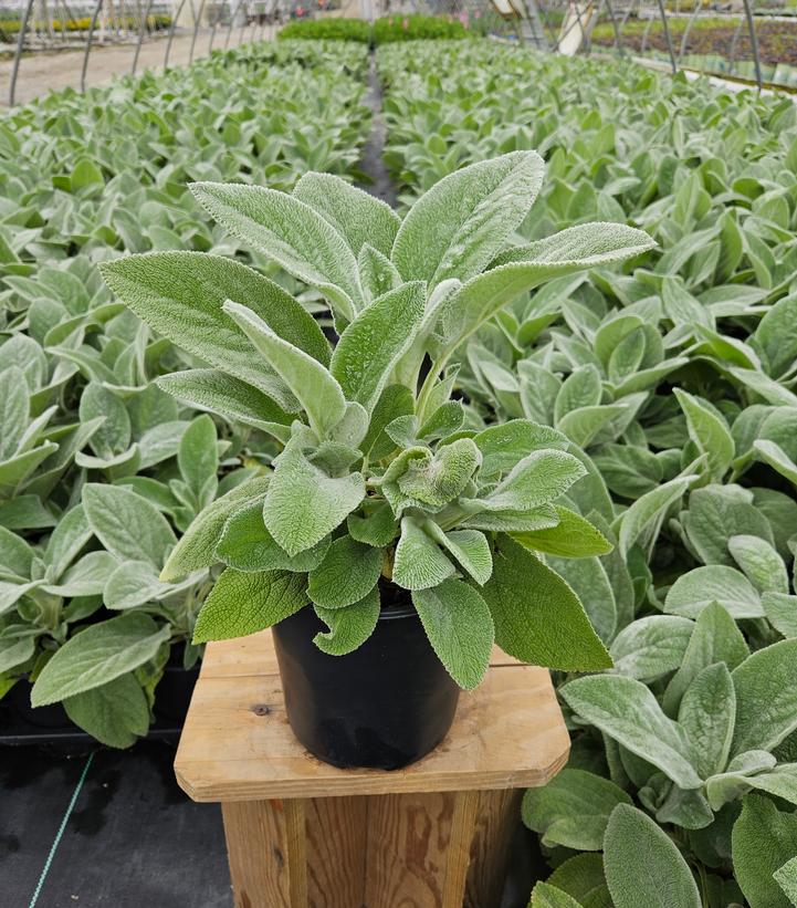 Stachys byzantina Helen Von Stein