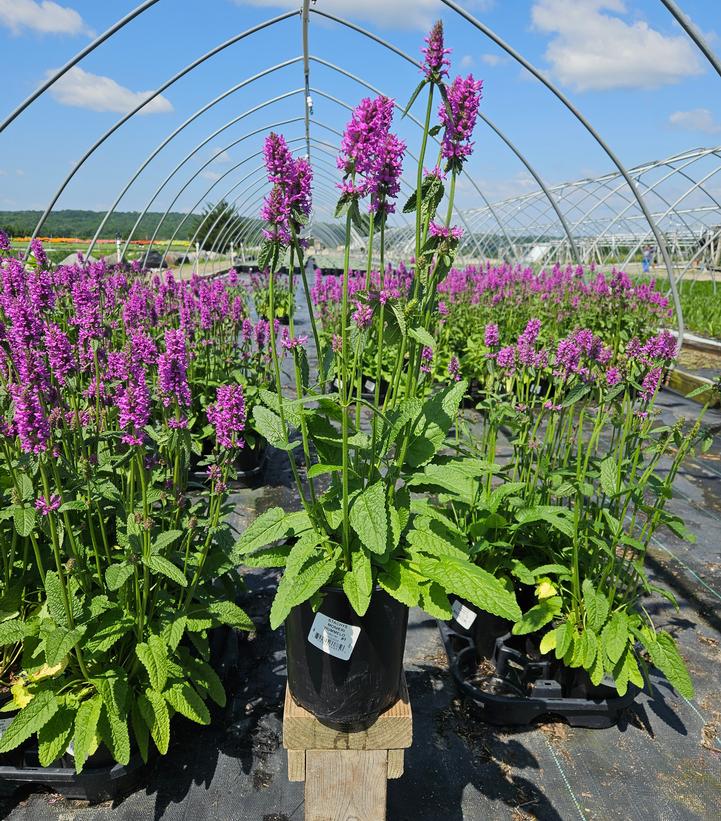 Stachys monieri Hummelo